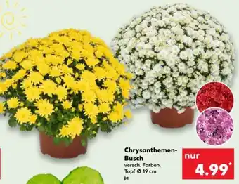Kaufland Chrysanthemen-Busch Angebot
