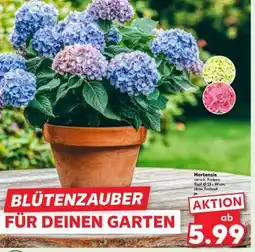 Kaufland Hortensie Angebot