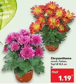 Kaufland Chrysantheme Angebot