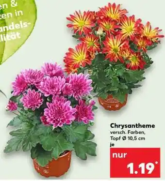 Kaufland Chrysantheme Angebot