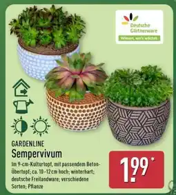 Aldi Nord GARDENLINE Sempervivum Angebot
