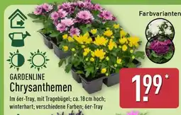 Aldi Nord GARDENLINE Chrysanthemen Angebot