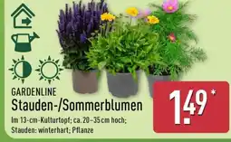Aldi Nord GARDENLINE Stauden/Sommerblumen Angebot