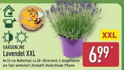 Aldi Nord Lavendel XXL Angebot