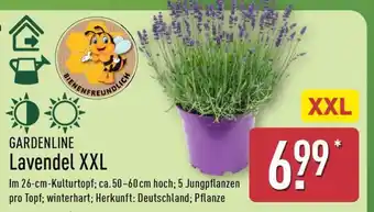 Aldi Nord Lavendel XXL Angebot