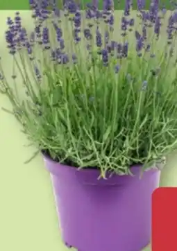 Aldi Nord Gardenline Lavendel-XXL Angebot