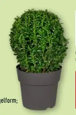 Aldi Nord Gardenline Euonymus Green Wonder Angebot