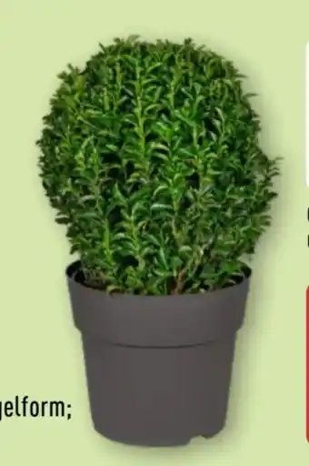Aldi Nord Gardenline Euonymus Green Wonder Angebot