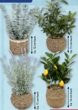 Aldi Nord Home Creation Künstliche Topfpflanze Angebot