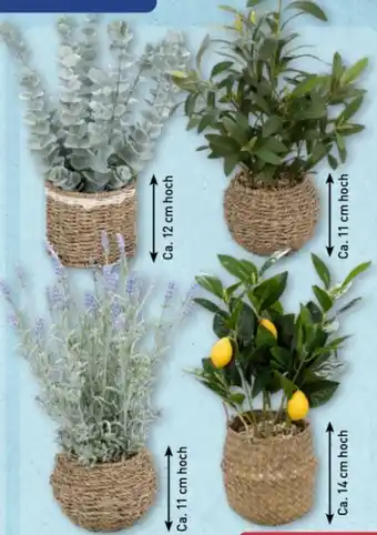 Aldi Nord Home Creation Künstliche Topfpflanze Angebot