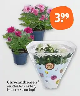 tegut Chrysanthemen Angebot