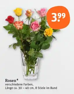 tegut Rosen Angebot