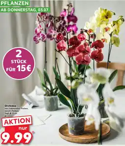 Kaufland Orchidee Angebot
