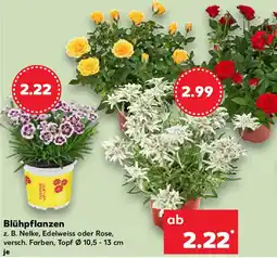 Kaufland Blühpflanzen Angebot