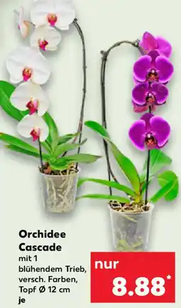 Kaufland Orchidee Cascade Angebot