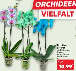 Kaufland Orchidee gefärbt Angebot