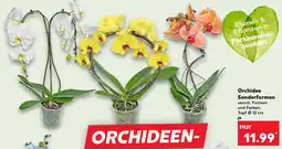Kaufland Orchidee Sonderformen Angebot