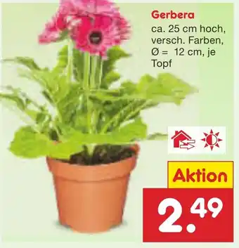 Netto Marken-Discount Gerbera Angebot