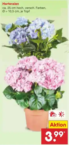 Netto Marken-Discount Hortensien Angebot