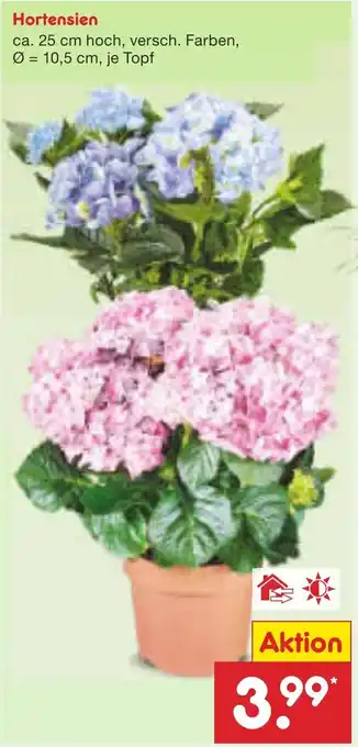 Netto Marken-Discount Hortensien Angebot