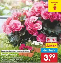 Netto Marken-Discount Beetpflanzen Angebot