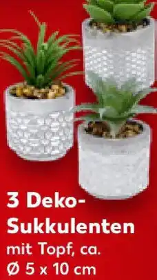 Kaufland 3 Deko Sukkulenten Angebot