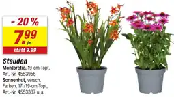 toom Baumarkt Stauden Angebot