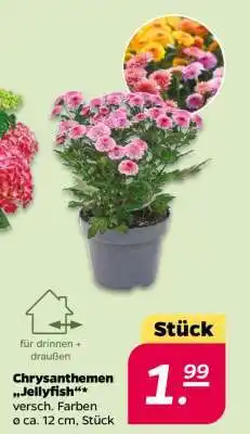 NETTO Chrysanthemen 'Jellyfish' Angebot