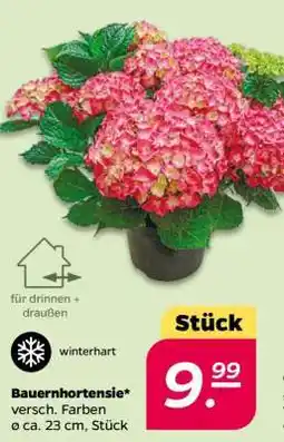 NETTO Bauernhortensie Angebot