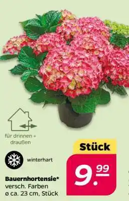 NETTO Bauernhortensie Angebot