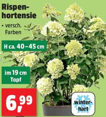 Thomas Philipps Rispenhortensie Angebot