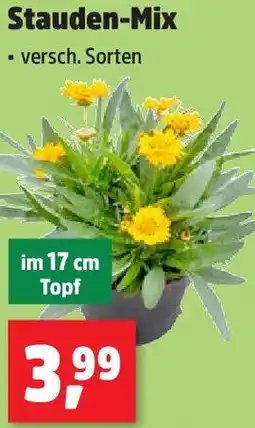 Thomas Philipps Stauden-Mix Angebot