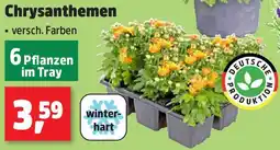 Thomas Philipps Chrysanthemen Angebot