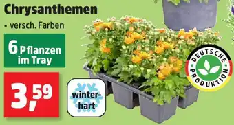 Thomas Philipps Chrysanthemen Angebot