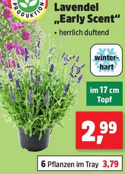 Thomas Philipps Lavendel ,,Early Scent" Angebot