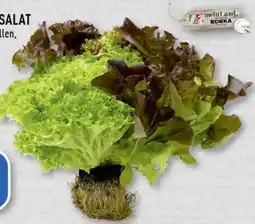 Edeka Edeka Mein Land Multicolorsalat Angebot
