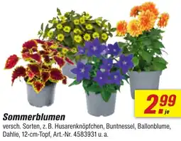 toom Baumarkt Sommerblumen Angebot