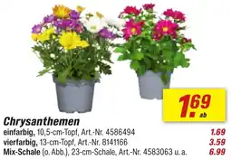 toom Baumarkt Chrysanthemen Angebot