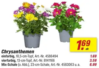 toom Baumarkt Chrysanthemen Angebot