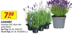 toom Baumarkt Lavendel Angebot