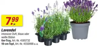toom Baumarkt Lavendel Angebot