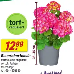 toom Baumarkt Bauernhortensie Angebot