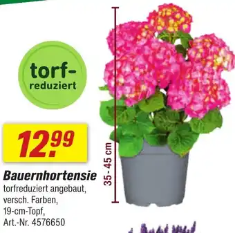 toom Baumarkt Bauernhortensie Angebot