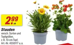 toom Baumarkt Stauden Angebot