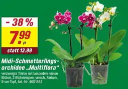 toom Baumarkt Midi-Schmetterlingsorchidee ,,Multiflora" Angebot