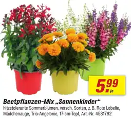 toom Baumarkt Beetpflanzen-Mix ,,Sonnenkinder" Angebot