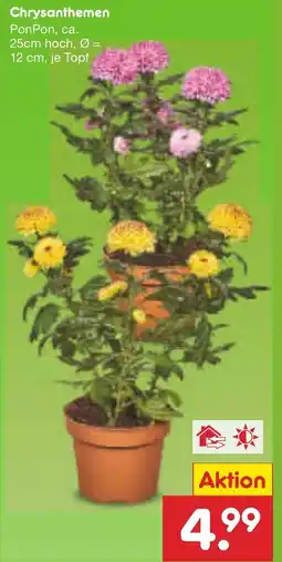 Netto Marken-Discount Chrysanthemen Angebot