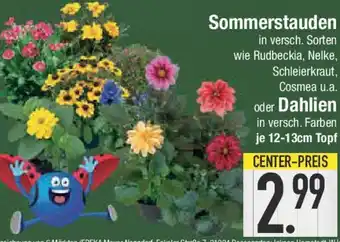 E-Center Sommerstauden oder Dahlien Angebot