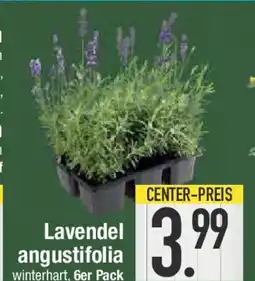 E-Center Lavendel angustifolia Angebot