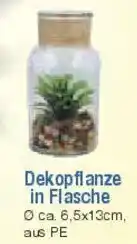E-Center Dekopflanze in Flasche Angebot